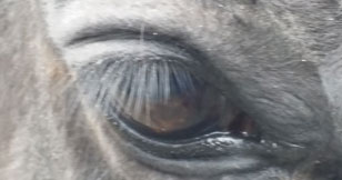 eye